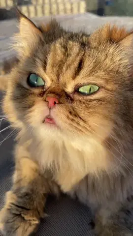 #persiancat #greeneyes #cat #poolside #brasil #meow #loungecatt