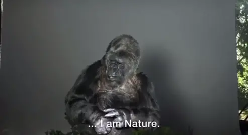koko's message to humanity