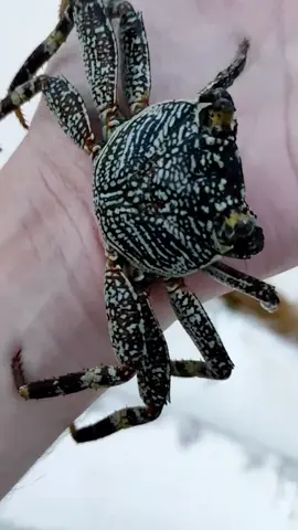 #fast #crab #run #funny