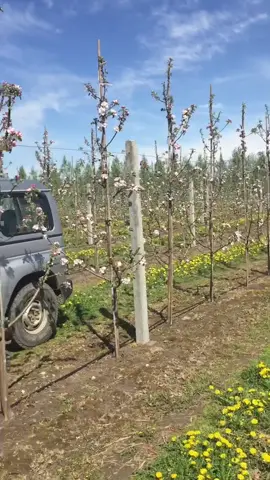 #яблоня #сад #цветение