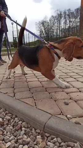 Биглячья сигнализация. Нравится их голос? #лай #собака #бигль #собакалает #охотничьясобака