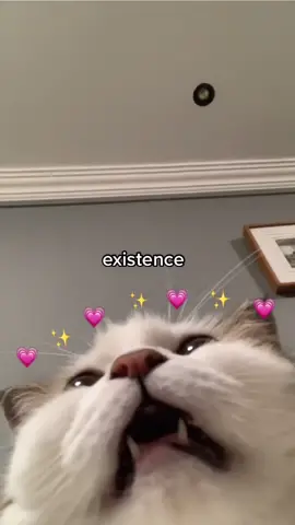 hey you 💗#positivity #ily #catlover #chonkycat #fyp #tiktokggt