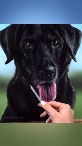 Pintando a Tala 😊 Painting Tala #art #artist #blacklab #petportraits #arte