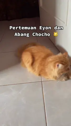 Eyon Vs Abang Chocho #persia #kitten #EyonSayangku #fyp #family #catlover