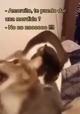 Gatos jugando  #gatitos #gatos #meme #fy #humor #comico