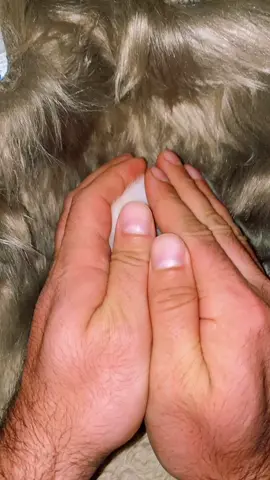 #cute #babycat #kitten #blanco #lovecats #LiveForTheChallenge #meow #catlovers #kittycat #pets #goodmorning #katze #katzen #lovelys #🐈 #baby #bkh #o