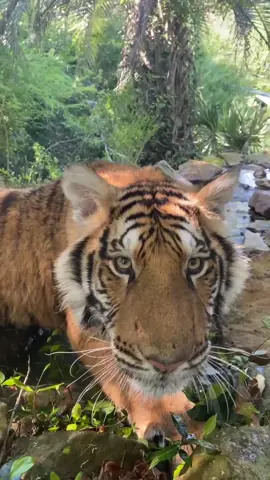 The great tiger adventure #myrtlebeachsafari