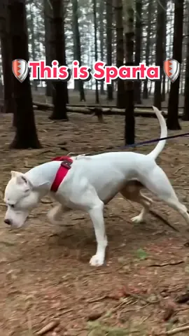 This is Sparta🛡#dogoargentino #dogopower #thanos #Hiking #sparta #fyp #foryourpage