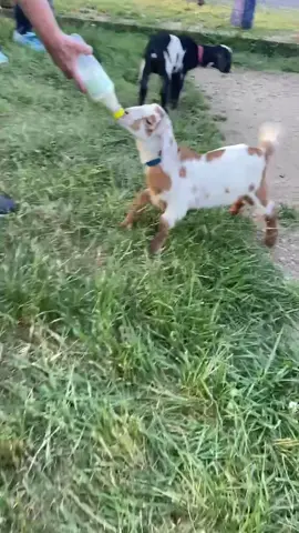 That goat at the end though 😂😂😂