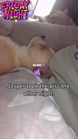 #fyp #snoringpuppy #chihuahua #wow