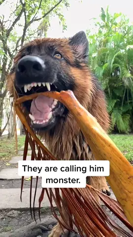 Agree? #fyp #germanshepherd #dog #dogofticktok #fy #viral #ugly