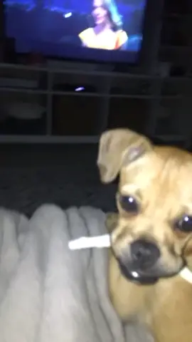 Pretty puppy Dallas 😍😂 #prettydogcheck #dogsoftiktok #puppy #cutebaby