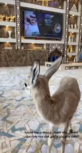 #الريم #الظبي #غزال #عنق_الريم #ياعنق_ريم #اكس_بلور #لايكاتتت #تصويري #تصميمي #ترند الريم الله يبارك فيها♥️😴 .