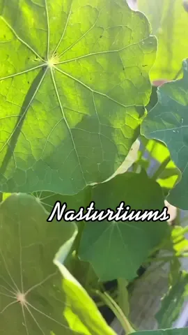 nasturtiums:beautiful, edible, pollinator attractor, easy to grow + such a great trap crop in the garden #growyourown