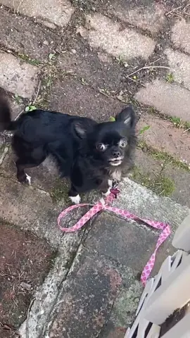 Barking Puddin 😭❤️ #foryou #foryoupage #feature #featureme #pets #dogs #tiktok #IFeelWeightless