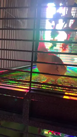 sweetpea hasn’t seen rainbows before and I found her looking at them😭😍 #bird #IFeelWeightless #parrot