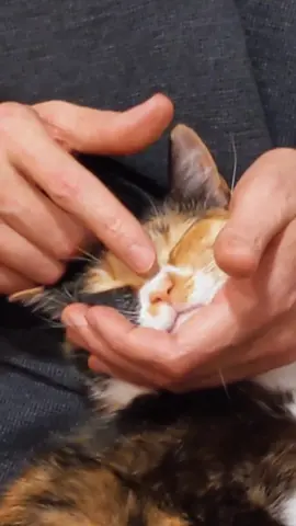 please wait for the end pls I'm crying @dcbaugher #cat #Love #hands