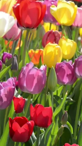 Stop what you're doing and RELAX. #flowers #relax #meditation #relaxingsoundsofnature #relaxingsoundsasmr #naturesoundsforsleepandrelaxation