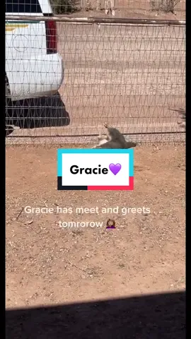 Gracie 💜 #fyp #puppylove #cutee #rescuepuppy #az #adopt #gracie #adoptmecheck #stray #rescuetiktok #rescue #dirt