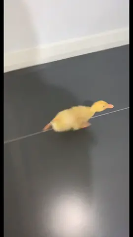 He’s a runner he’s a track star #fyp #pet #duck #duckling #xyzbca