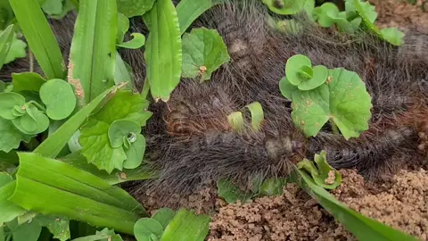 Bag Shelter caterpillar.  Moths have no eating parts. They hatch, lay eggs and die! No one has it this tough! #nature  #northqueensland  #allergies