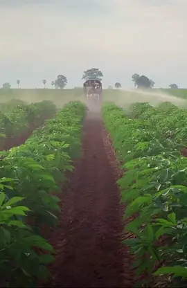 แปลงนี้สวยจัด ยอมคนทำเลยจ้าาา #ไร่มันสําปะหลัง #ชาวไร่มัน #ไร่มัน #เครื่องพ่นยา #เครื่องฉีดยา #พ่นฮอร์โมร์