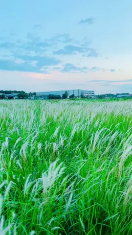 Cánh đồng cỏ bông lau ở gần nha tui nè đẹp hok ❤️ #review #chill