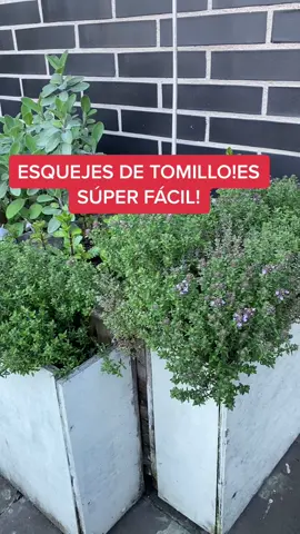 Esquejes de TOMILLO!#viral #parati #fyp #foryou #esquejes #esqueje #aromaticas #tomillo #facil #mielhermanosramos #flores #plantasmedicinales #cocina
