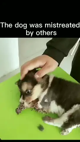 #dog 😭😭