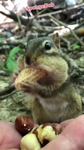 SpongeBob would like to go to the buffet with you #foryoupage #animals #nature #cute #spongebob #chipmunk