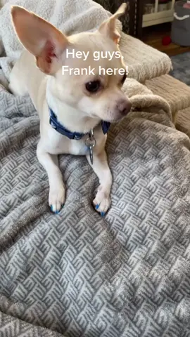 #MakeMomEpic #owaowa #chihuahua #chihuahuasoftiktok #frank #dogsoftiktok