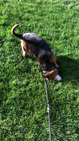 #happydog  #happydoggo  #beagle  #beaglesoftiktok