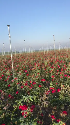 Kim bukadar Gül bahçesi  gördü #gül #kokusu #bahce #tarla#toprak#kokusu#adana #seyhan
