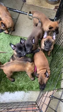 9 Malinois puppies 😍 #belgianmalinois #DogTraining #malinoislovers #k9 #maligator #puppy #Destinationdepop #puppies #cute #Love #fy