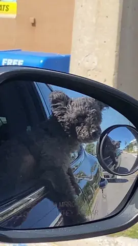 #fyp#dog #poodle #viral