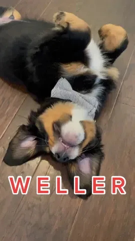 MEET WELLER— the newest addition to The Berner Bunch. He was rescued from a puppy mill auction and I just picked him up on Tuesday💙 #rescuedog