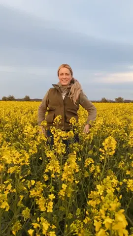 Raps-Blütenzeit 💛 #raps #rapool #agrar #landwirtschaft #landtechnik #johndeere #ackerbau #landleben #liebe #Love