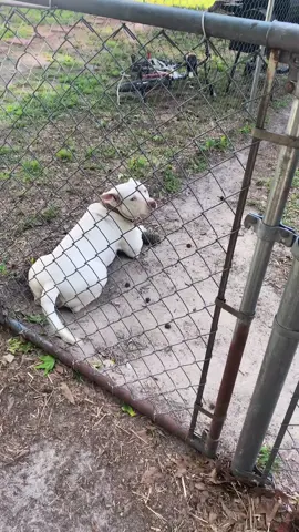 #Inverted #tiktokdogs #mypitbull #albinopitbull #tiktokanimals