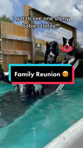 Such a great day seeing @texastrickdogs and Winstar (Min x Tex) ❤️