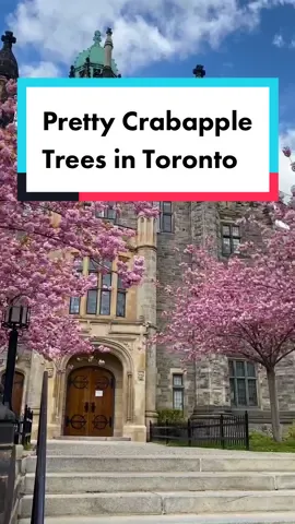 Walking by here was always one of my favourites on campus when I was in university! #photolocationideas #torontophotolocations #toronto #photolocation