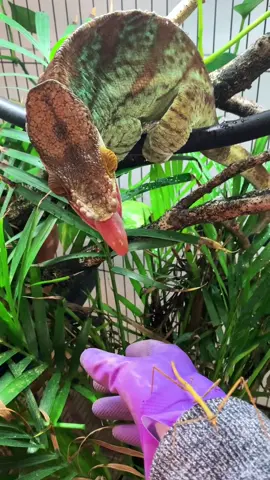 Parsons Chameleon vs Walking Stick Insect  #chameleonsofticktock #insects #reptilesoftiktok #lizardsoftiktok #exoticpets #animalplanet #natureismetal