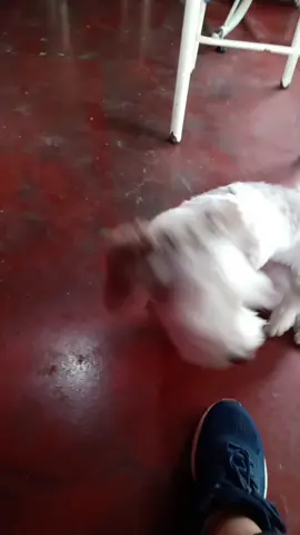 Mi precioso Manchas♥️ su carita al escuchar el audio :3 que tierno #perros #dog