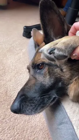 #germanshepherd