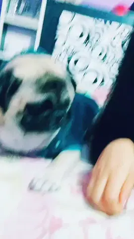 no me lo esperaba jaja 🥺#pug #pugcito