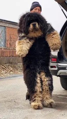 See how the big guy of more than 300 pounds!#tibetanmastiff #dog #doggy #foryou