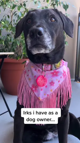 Please, I beg you. Stop these things😅 #Irks #dogs #dogowner