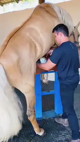 Em clima de reprodução!! #favaretto_criovet #vidanocampo #garanhao #medvet #reproduçãoequina