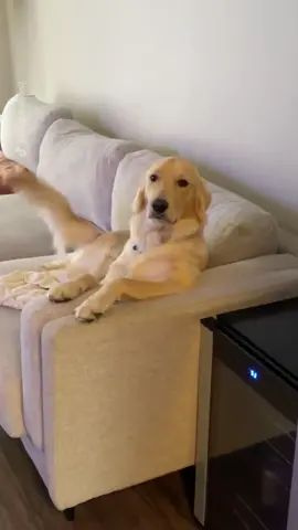 Came home to my dog watching TV like a human 🤣 (@haliejohnson2) #fyp #foryou #foryoupage #dogsoftiktok #tiktok #funny #cute