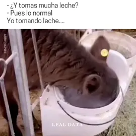 #video #humor #viral #tiktok #meme #comedia #trend #risa #reels #instagram #frases #datos #curiosidades #animales #vaca #leche #campo