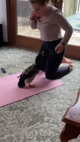 Yoga #LoveMeMode #funny #jerry #duck #brendanxa